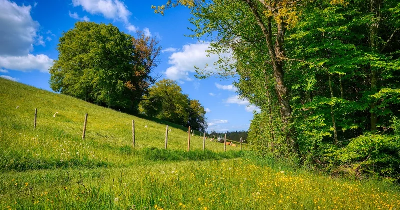 Aménagement d'un terrain en pente devant la maison