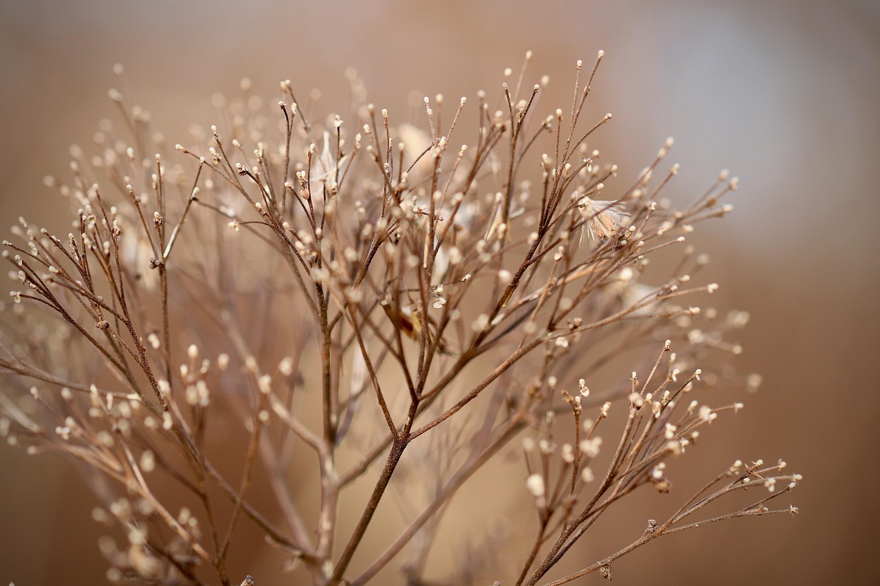 Quelles plantes privilégier pour un jardin facile à entretenir ?