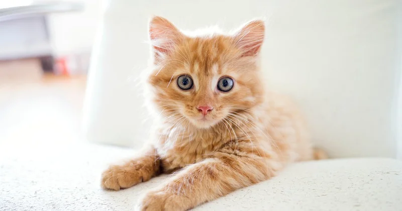 Matières et mobilier : ce qui survit à un chat, ce qui ne survit pas