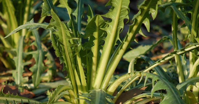 Couvrir son potager pour l'hiver : le geste qui change tout