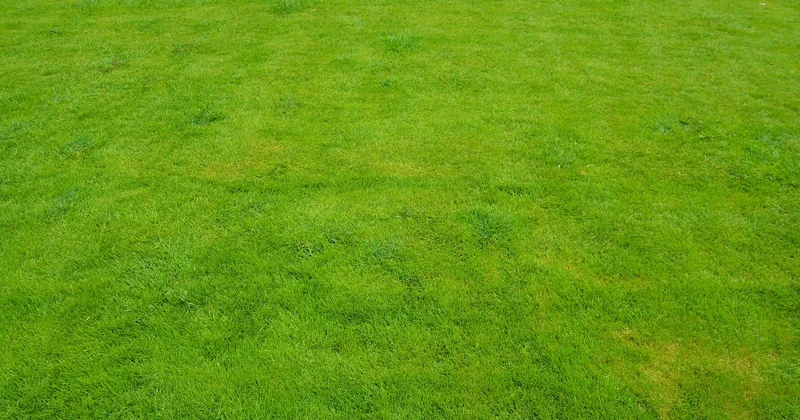 Entretien de la pelouse en hiver : la tonte qui ne pardonne pas