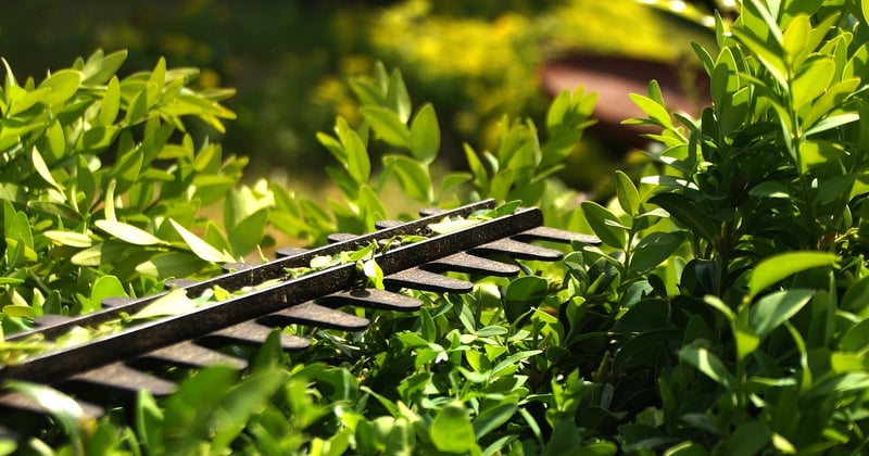 Comment entretenir une haie de jardin sans se fatiguer : 7 astuces