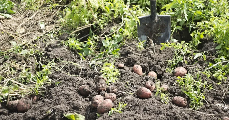 Enrichir la terre du potager en hiver, sans tout retourner