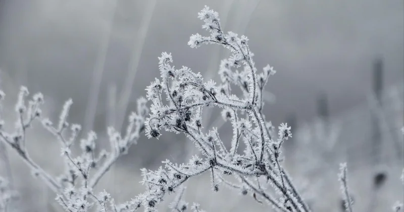 Comment protéger son jardin en hiver : les plantes qui ne tiennent pas