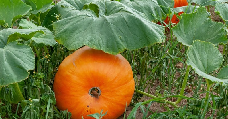 Comment préparer son jardin pour l'hiver : le guide essentiel