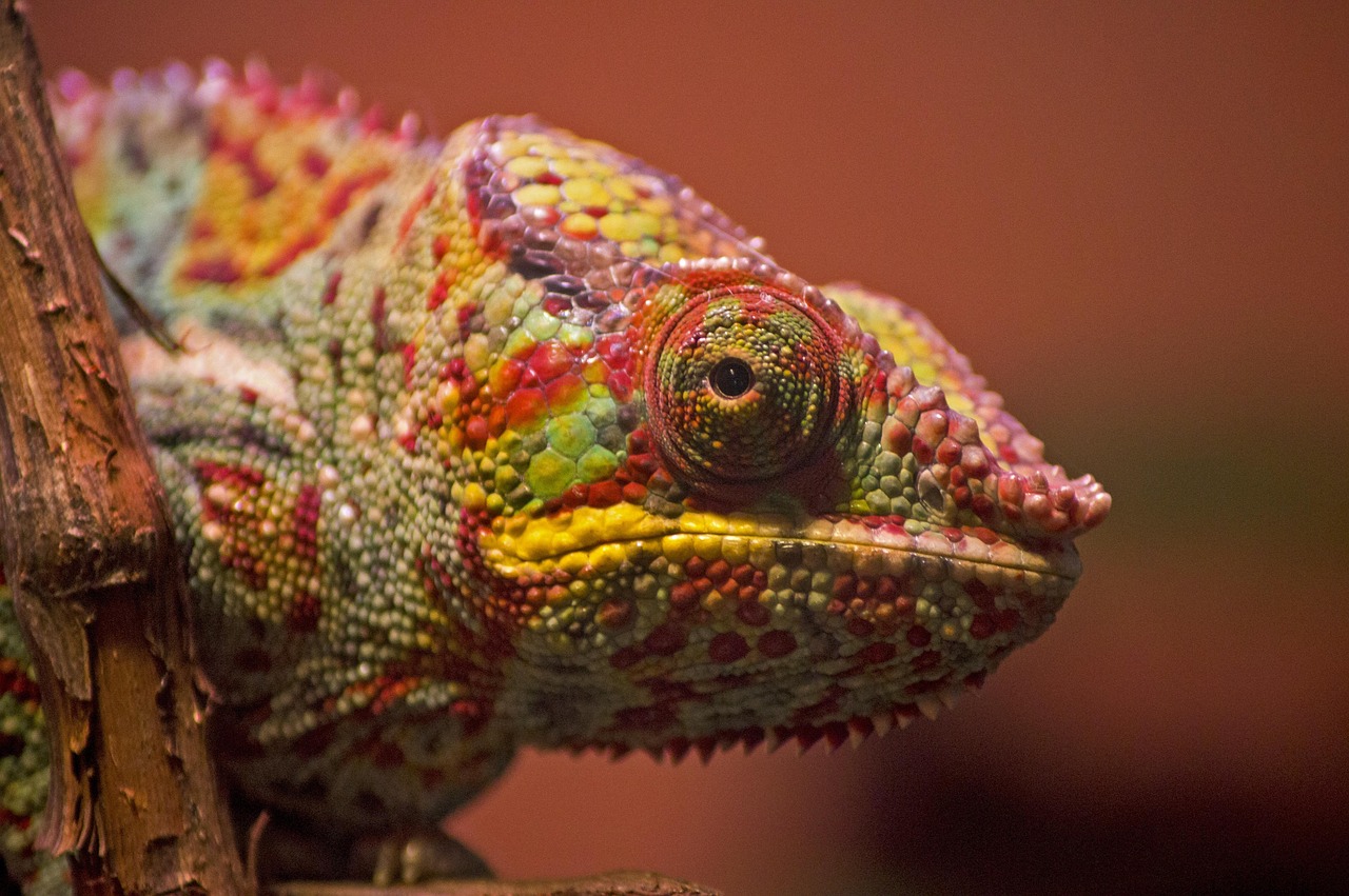 découvrez la signification, l'histoire et l'impact des couleurs dans notre quotidien. explorez leur influence sur nos émotions, la mode, la décoration et bien plus encore.